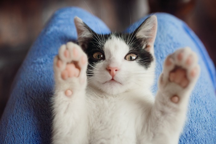 飼い主の膝の上で仰向けになる猫