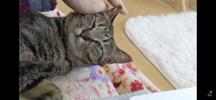 薄めを開ける猫