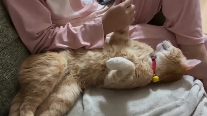 女の子に前足を触られながら眠る猫