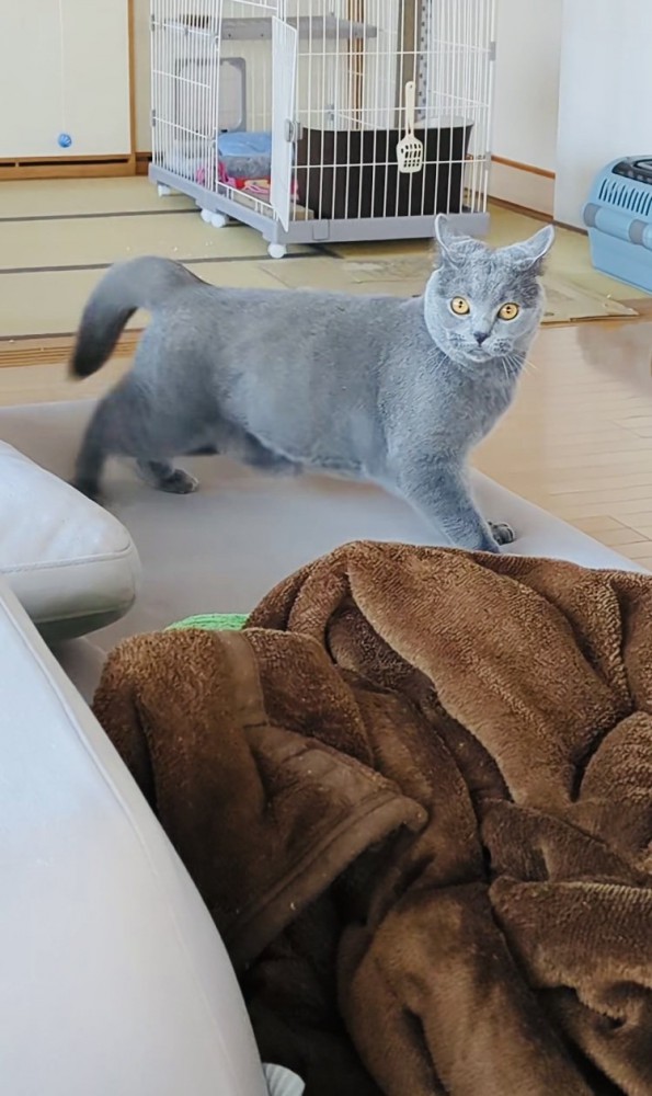 ソファでステップを踏むブリティッシュショートヘア