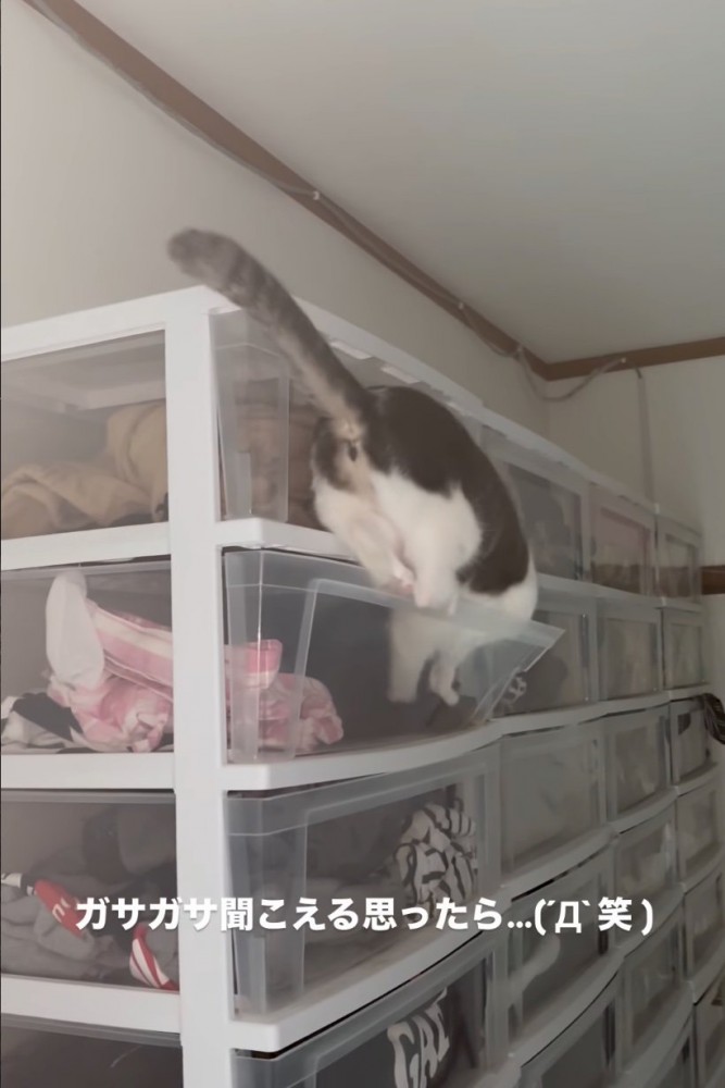 ケースの中に入っていく猫