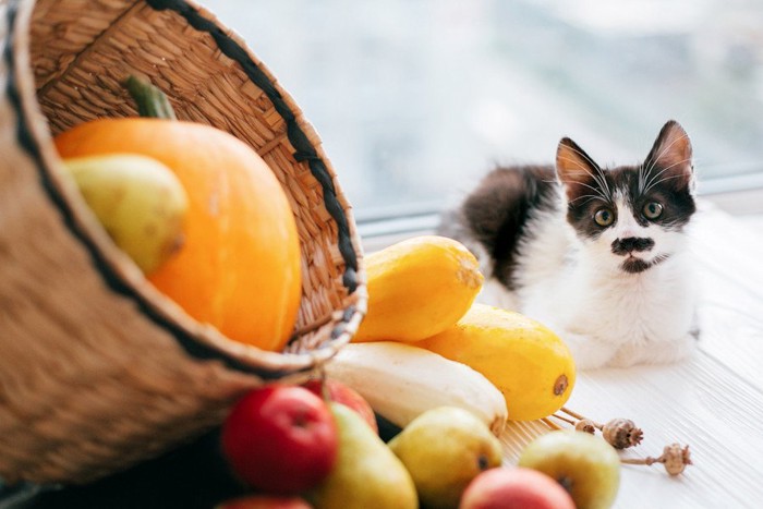 野菜を眺める猫