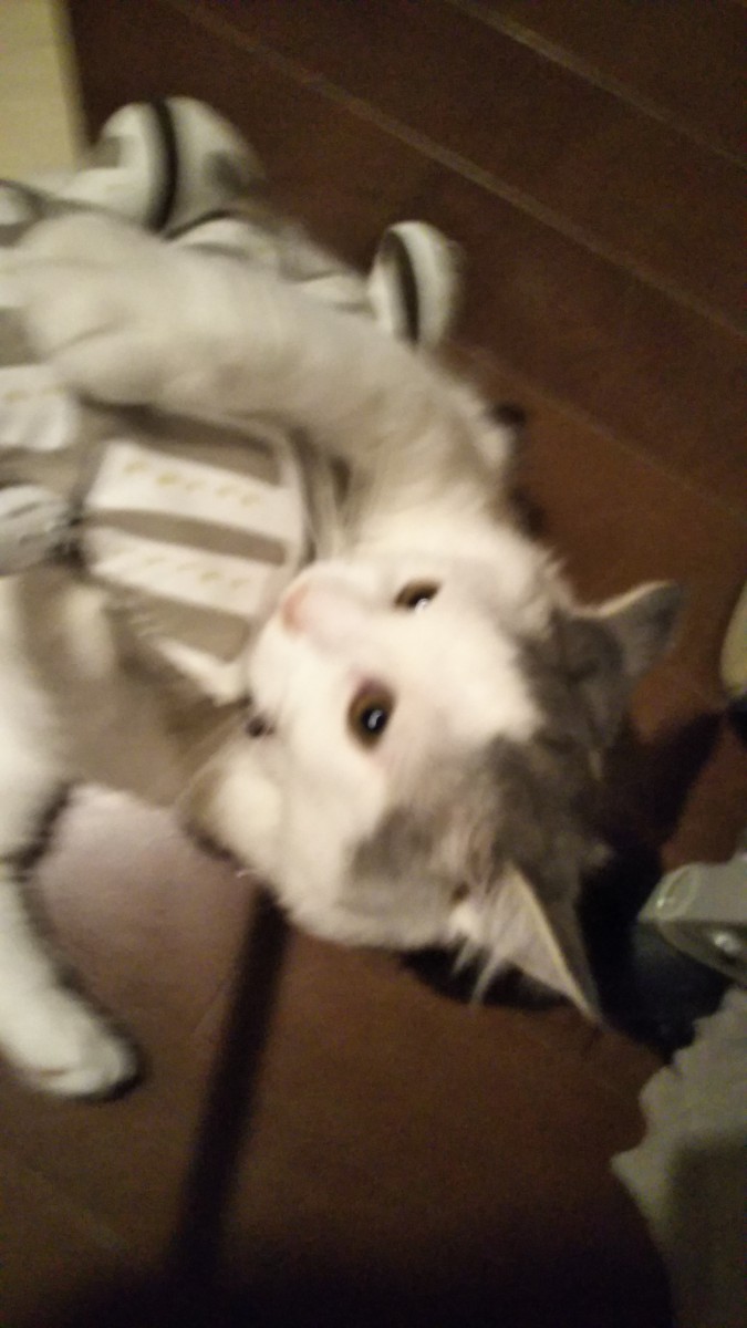 猫がカミカミしている写真