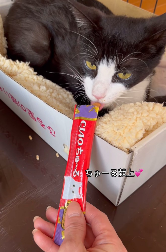 おやつを食べる猫