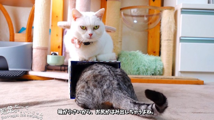 箱からはみ出る猫のお尻