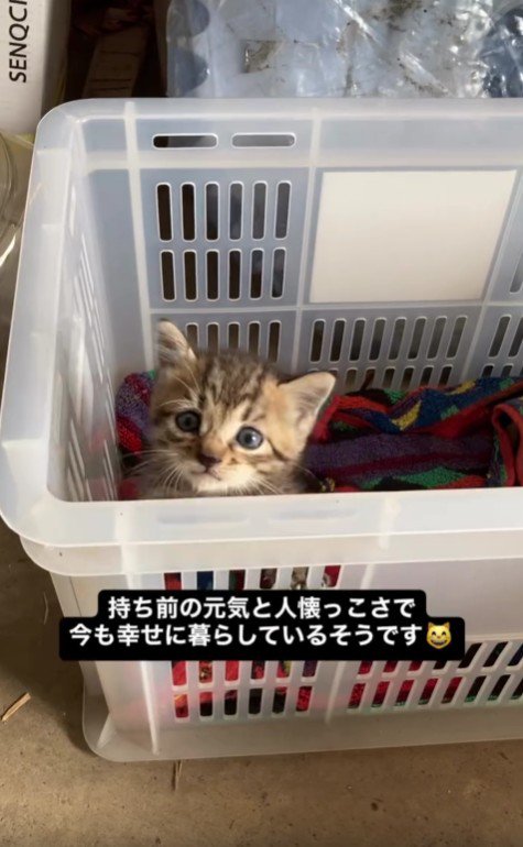 箱の中の子猫