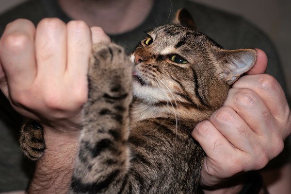 ごはんを食べさせられている猫