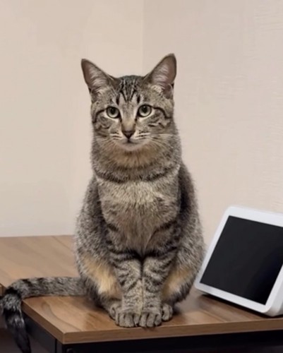 座っているキジトラ猫