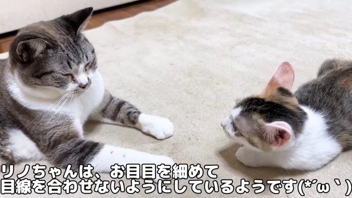 成猫の前にいる子猫