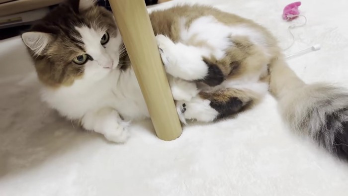 寝転がっている長毛猫