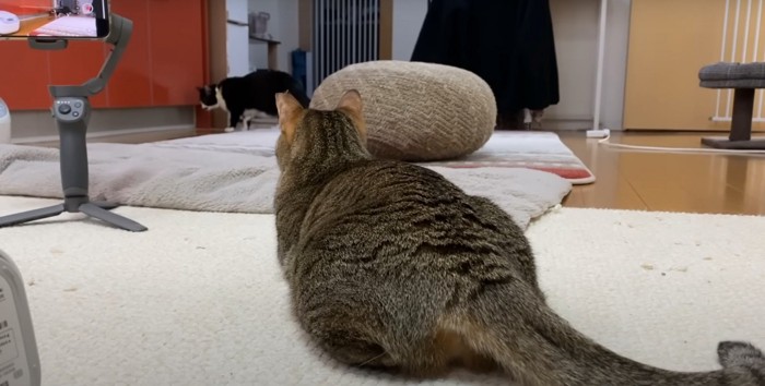 白黒を見張るキジトラ