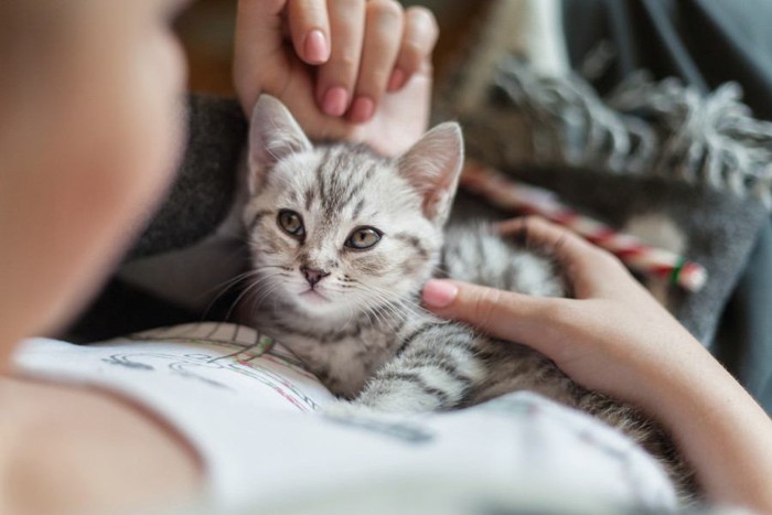 舌を出す猫