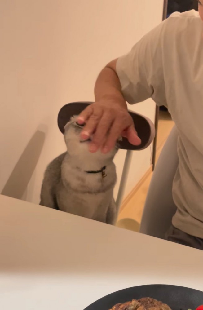 頭を撫でてもらう猫