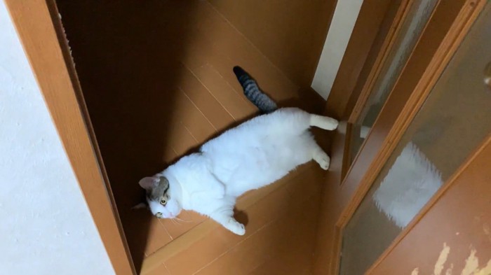 ドアを開けたところで寝転んでいる猫