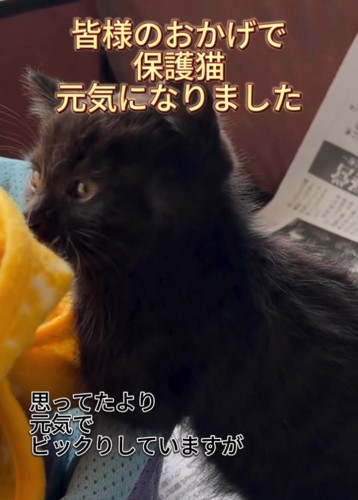 子猫の横顔