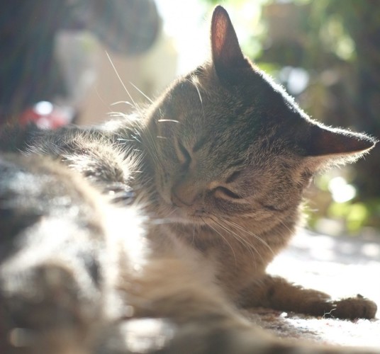 奇跡のような神々しさの猫 