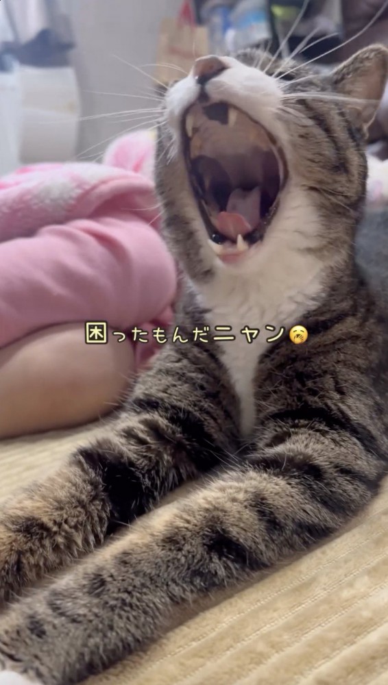 大あくびをする猫