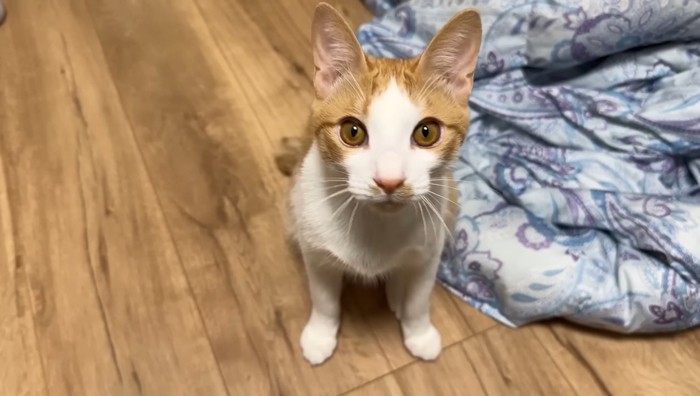 正面を向くチップくん
