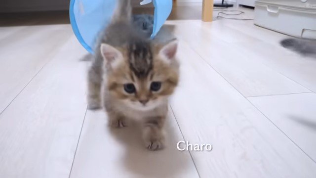 歩いて来る子猫