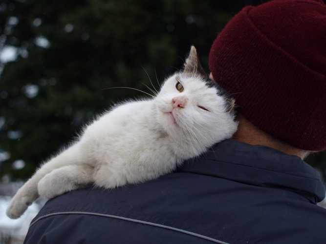 人の肩に乗る猫