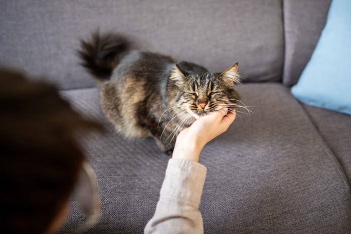 飼い主に顔をなでられている猫
