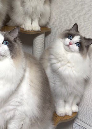 カメラを見つめながら首をかしげる猫