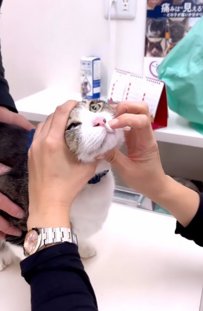診察される猫