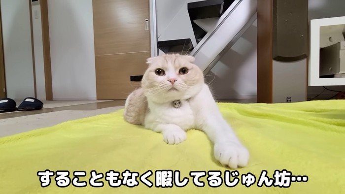 座る猫