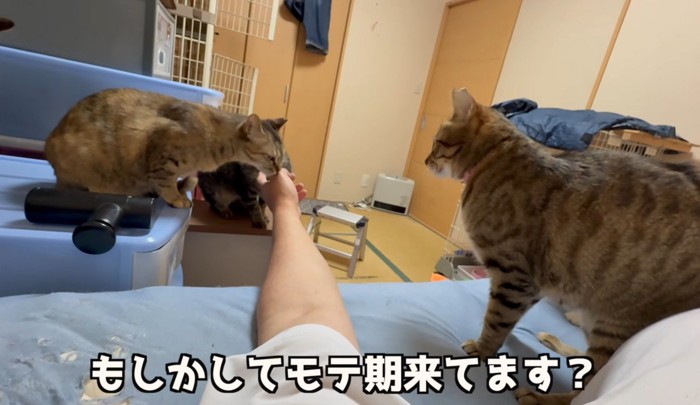 指をかぐ猫