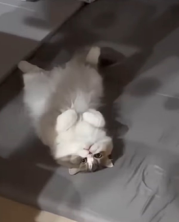 へそ天する猫