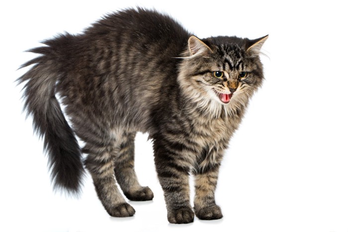 威嚇中の長毛猫