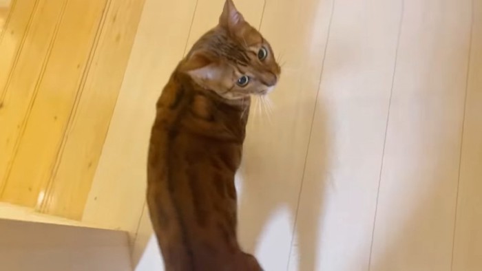 上から見た猫