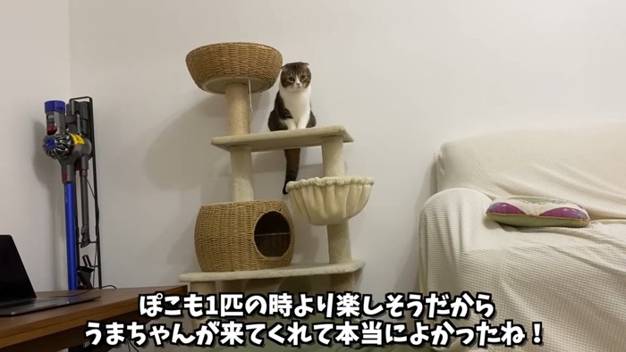 キャットタワーに座る猫