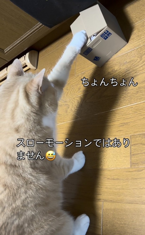 貯金箱に触るスコティッシュフォールド