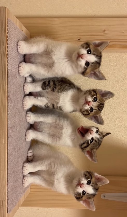 向かって右から2番目のあくびしている子猫と3匹の子猫