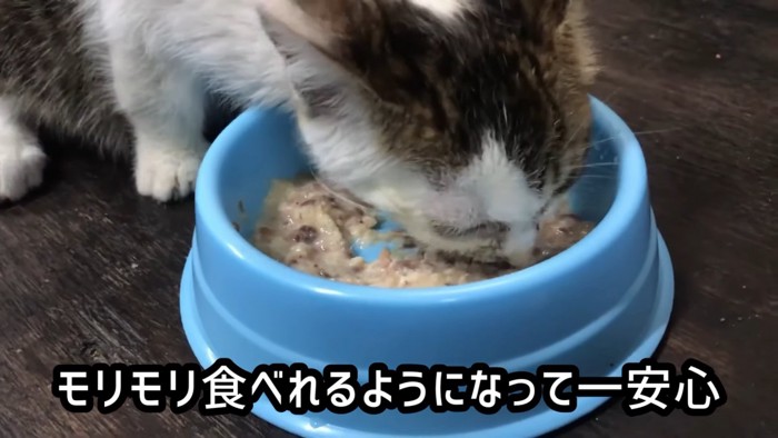 立ってごはんを食べる子猫
