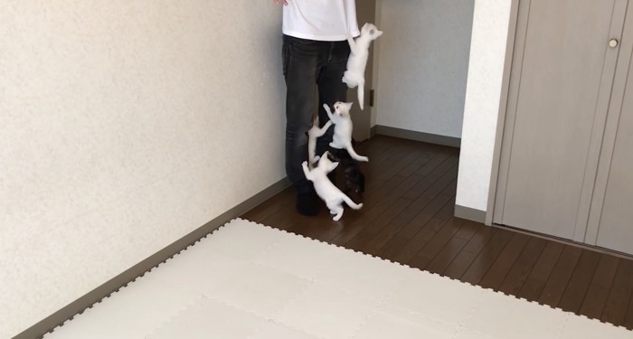 Tシャツに手をかけた子猫