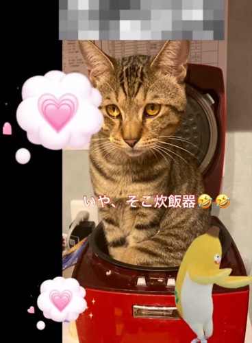 炊飯器に入る猫