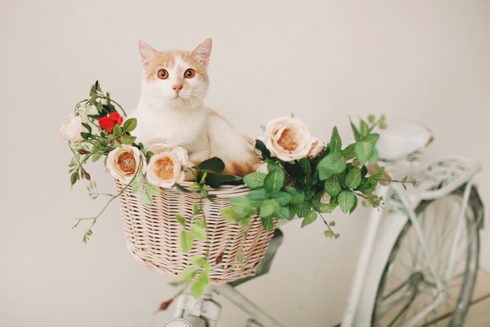 お花が飾り付けられた自転車と猫