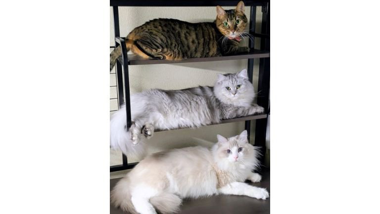 棚に集まる猫