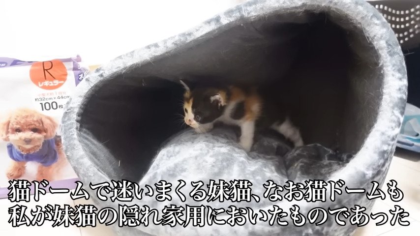 猫ドームに入っている妹猫