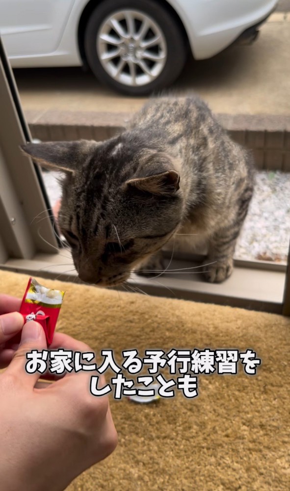 おやつをもらう猫