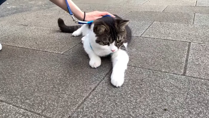 地面に寝そべる猫