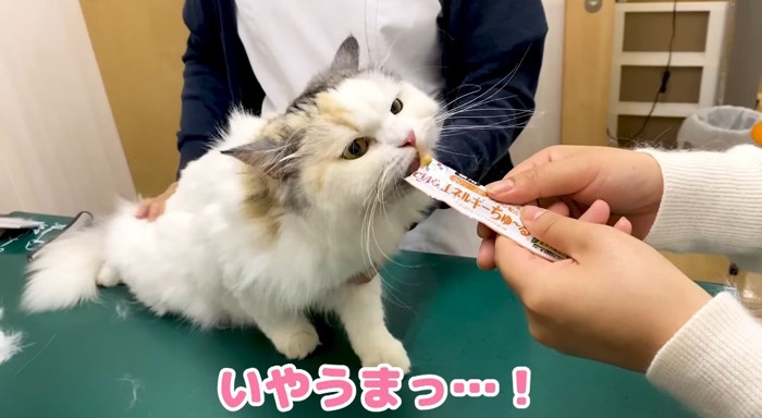 オヤツをもらう猫