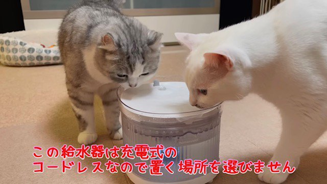 蓋が付いた給水器を覗き込む2匹の猫