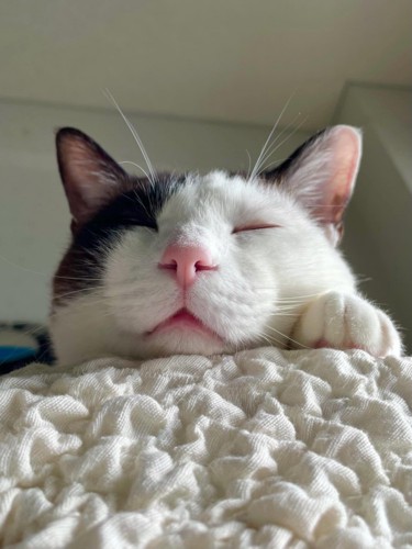寝ている猫