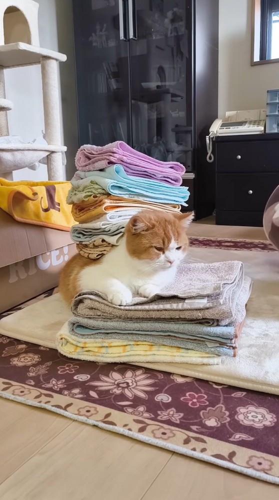 洗濯物に挟まれてくつろぐ猫