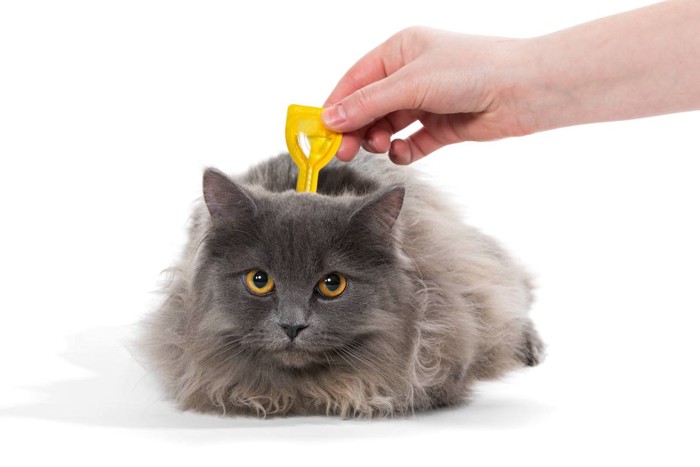 予防薬を垂らす猫
