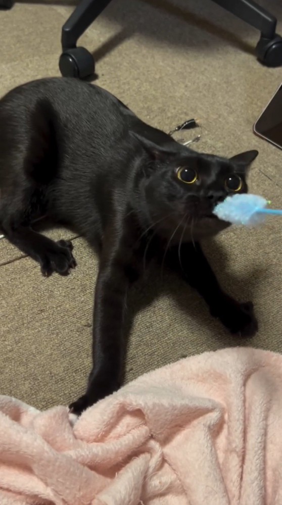 目を見開いてねこじゃらしを見つめる猫