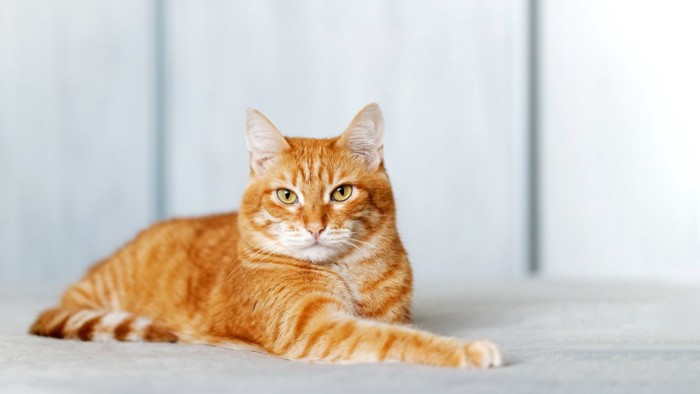 目が合う茶トラ